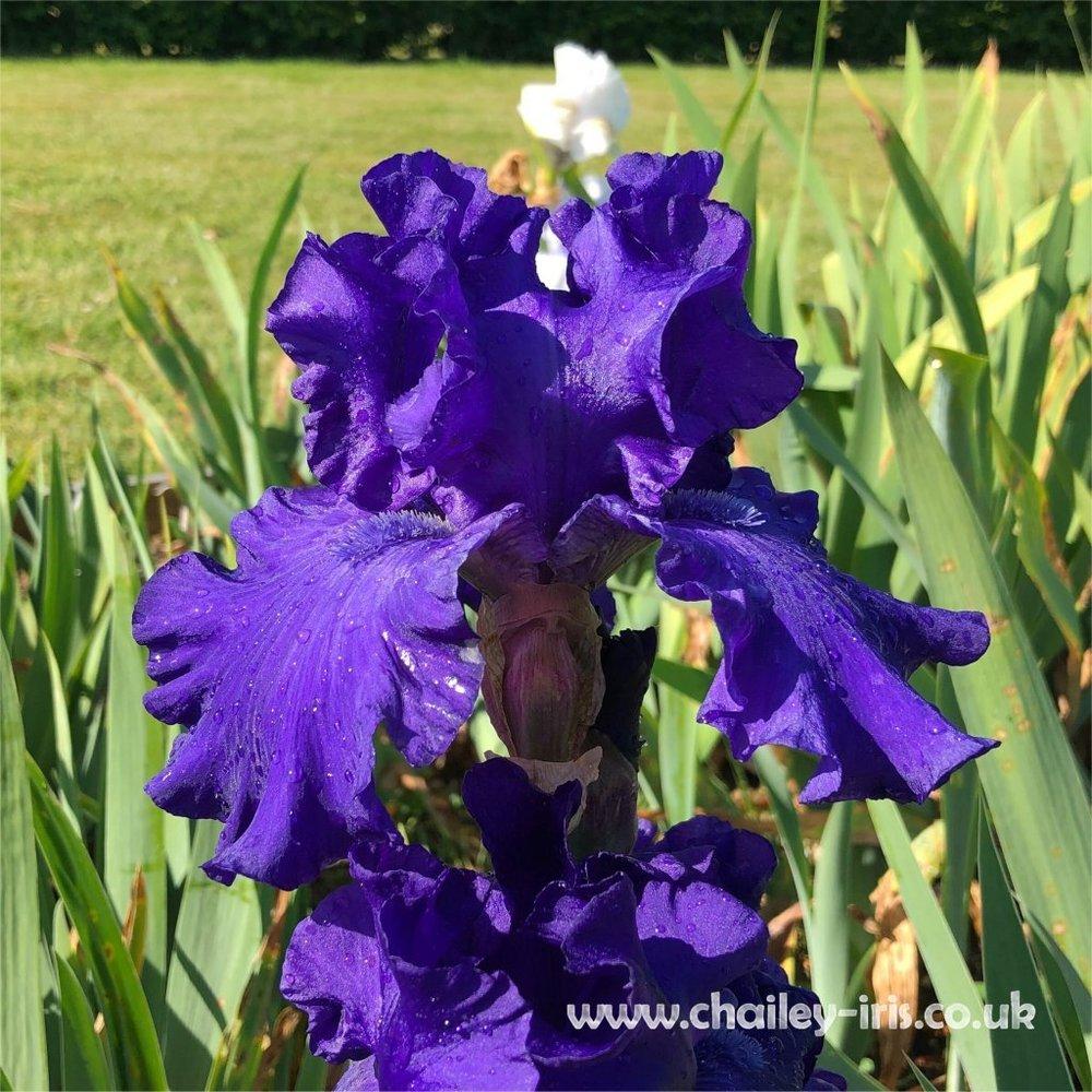 Photo of Tall Bearded Iris (Iris 'Raven's Quote') uploaded by jeffa