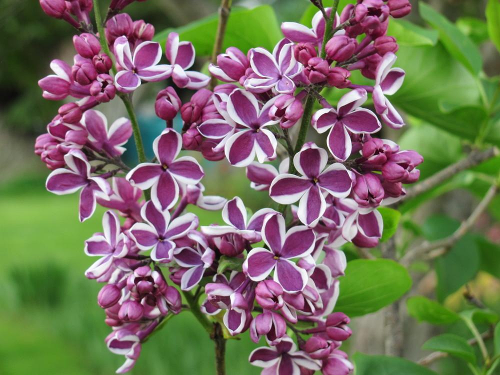 Photo of Common Lilac (Syringa vulgaris 'Sensation') uploaded by roseman2000
