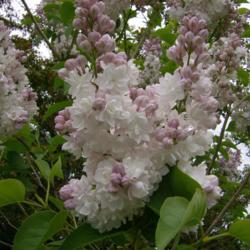 Location: charlottetown, pei, canada
Date: 2009-06
beauty of moscow -lilac ,a super lilac.