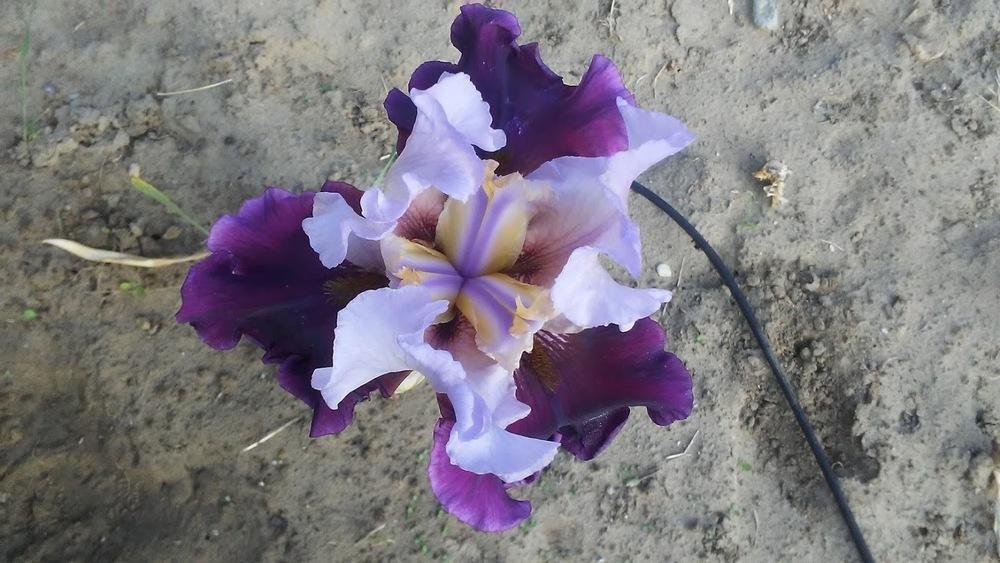 Photo of Tall Bearded Iris (Iris 'Brazilian Holiday') uploaded by scary1785