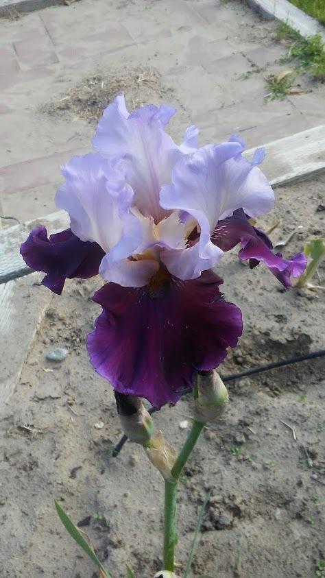 Photo of Tall Bearded Iris (Iris 'Brazilian Holiday') uploaded by scary1785