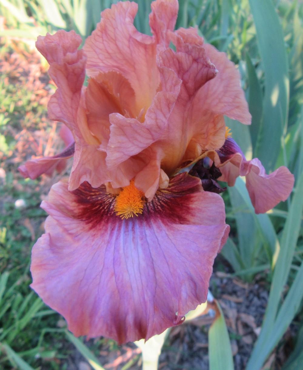 Photo of Tall Bearded Iris (Iris 'Touch of Gossip') uploaded by tveguy3