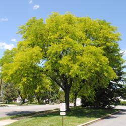 Location: Downingtown, Pennsylvania
Date: 2020-05-31
mature tree in spring