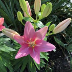 Location: Little garden of Big Dreams, Dayton KY
Date: 2020-06-03
First bloom
