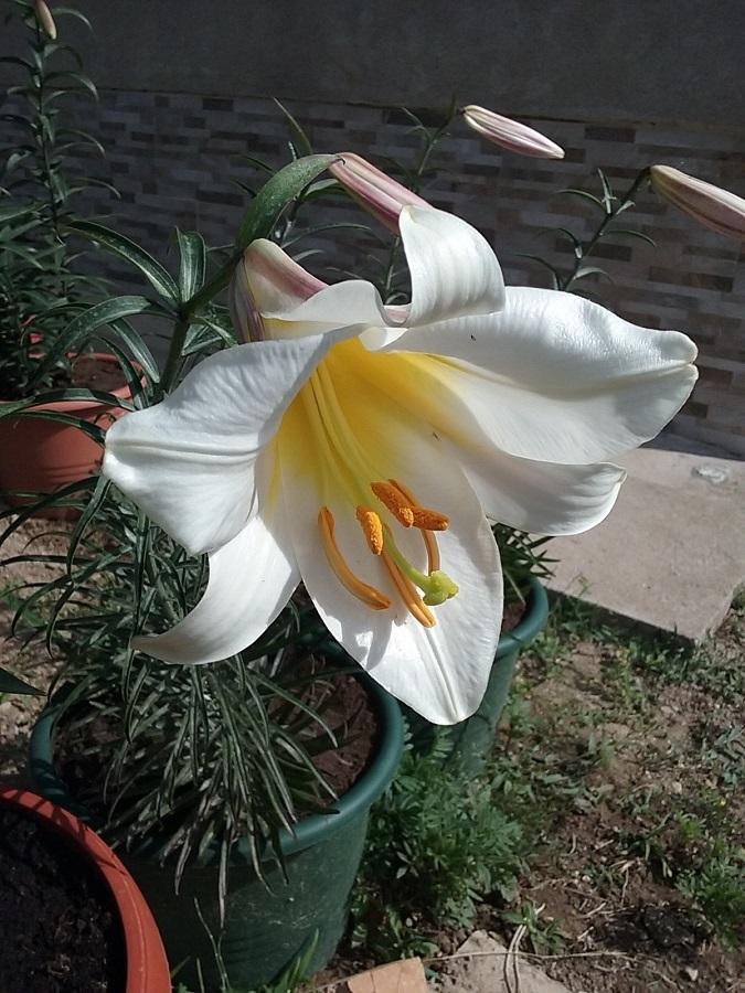 Photo of Regal Lily (Lilium regale) uploaded by Lucius93