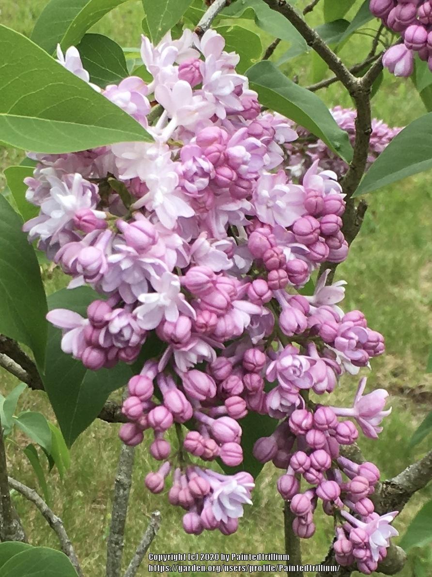 Photo of Lilac (Syringa vulgaris 'Belle de Nancy') uploaded by Paintedtrillium