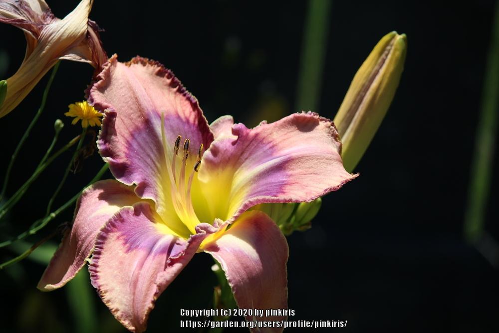 Photo of Daylily (Hemerocallis 'Mildred Mitchell') uploaded by pinkiris