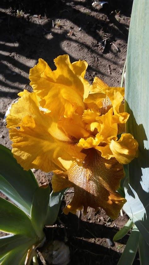 Photo of Tall Bearded Iris (Iris 'Florentine Gold') uploaded by scary1785