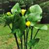 Multiple blooms and a lone bud on the Calla Lily plant in my gard