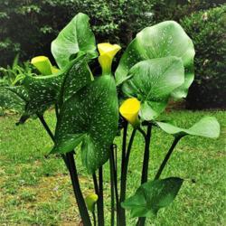 Location: Thomasville, GA USA
Date: 2020-06-03
Multiple blooms and a lone bud on the Calla Lily plant in my gard