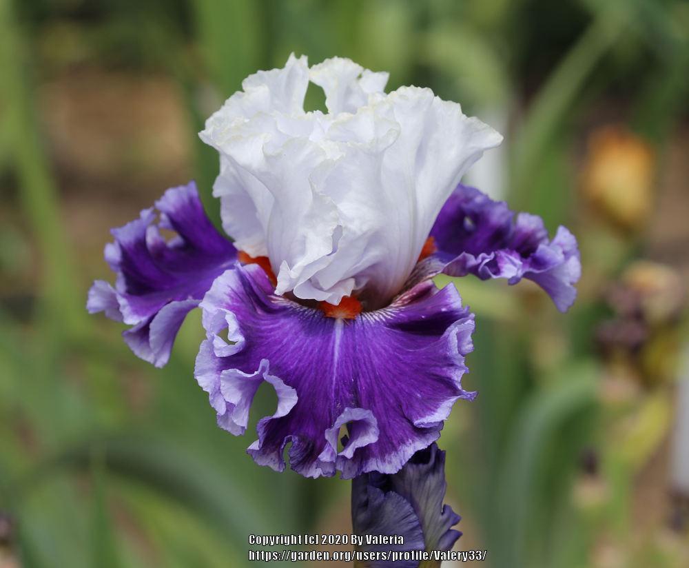 Photo of Tall Bearded Iris (Iris 'Street Sensation') uploaded by Valery33