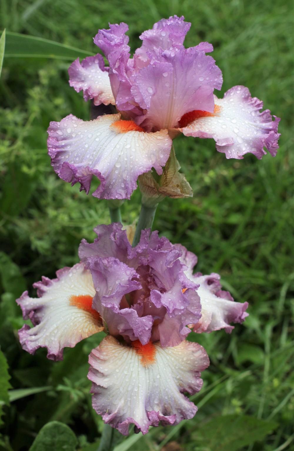 Photo of Tall Bearded Iris (Iris 'Enough Is Enough') uploaded by cinvasko
