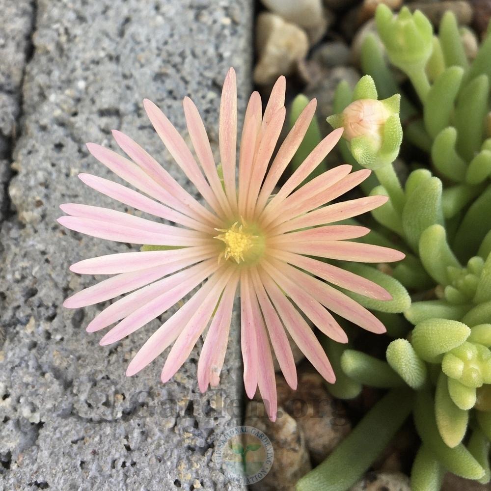 Photo of Ice Plant (Delosperma cooperi Mesa Verde®) uploaded by BlueOddish
