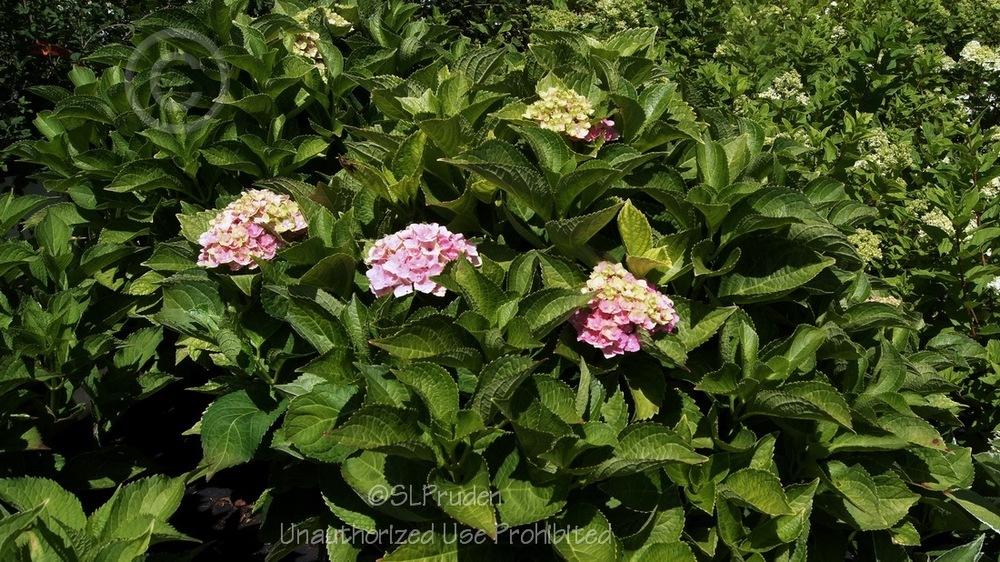 Photo of Bigleaf Hydrangea (Hydrangea macrophylla Magical® Amethyst) uploaded by DaylilySLP