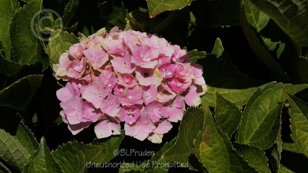 Photo of Bigleaf Hydrangea (Hydrangea macrophylla Magical® Amethyst) uploaded by DaylilySLP