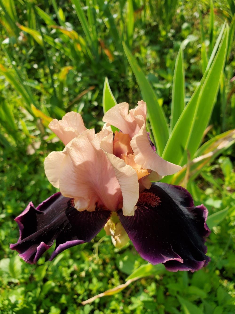 Photo of Tall Bearded Iris (Iris 'Prague') uploaded by KyDeltaD