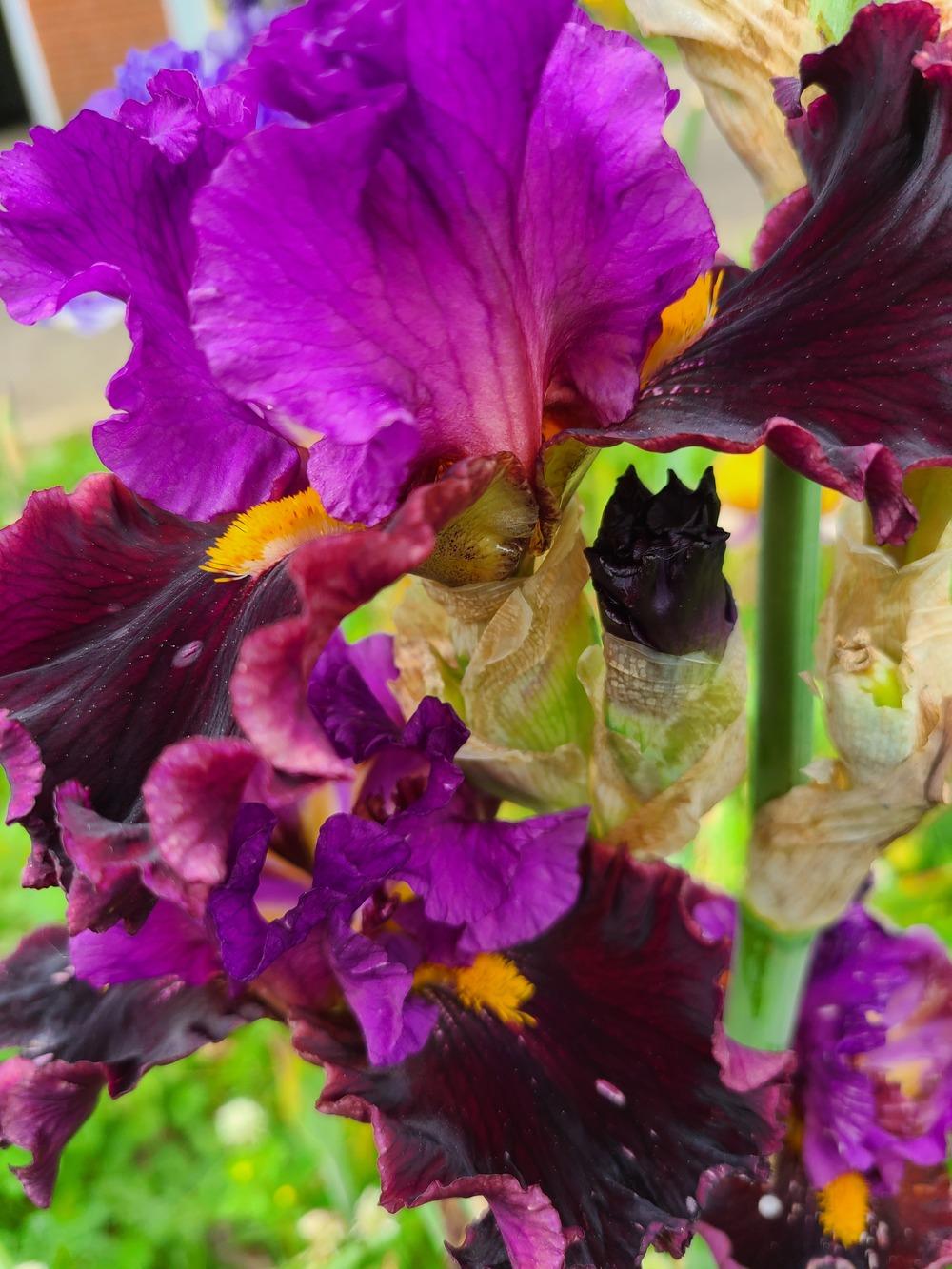 Photo of Tall Bearded Iris (Iris 'Naughty Nights') uploaded by KyDeltaD