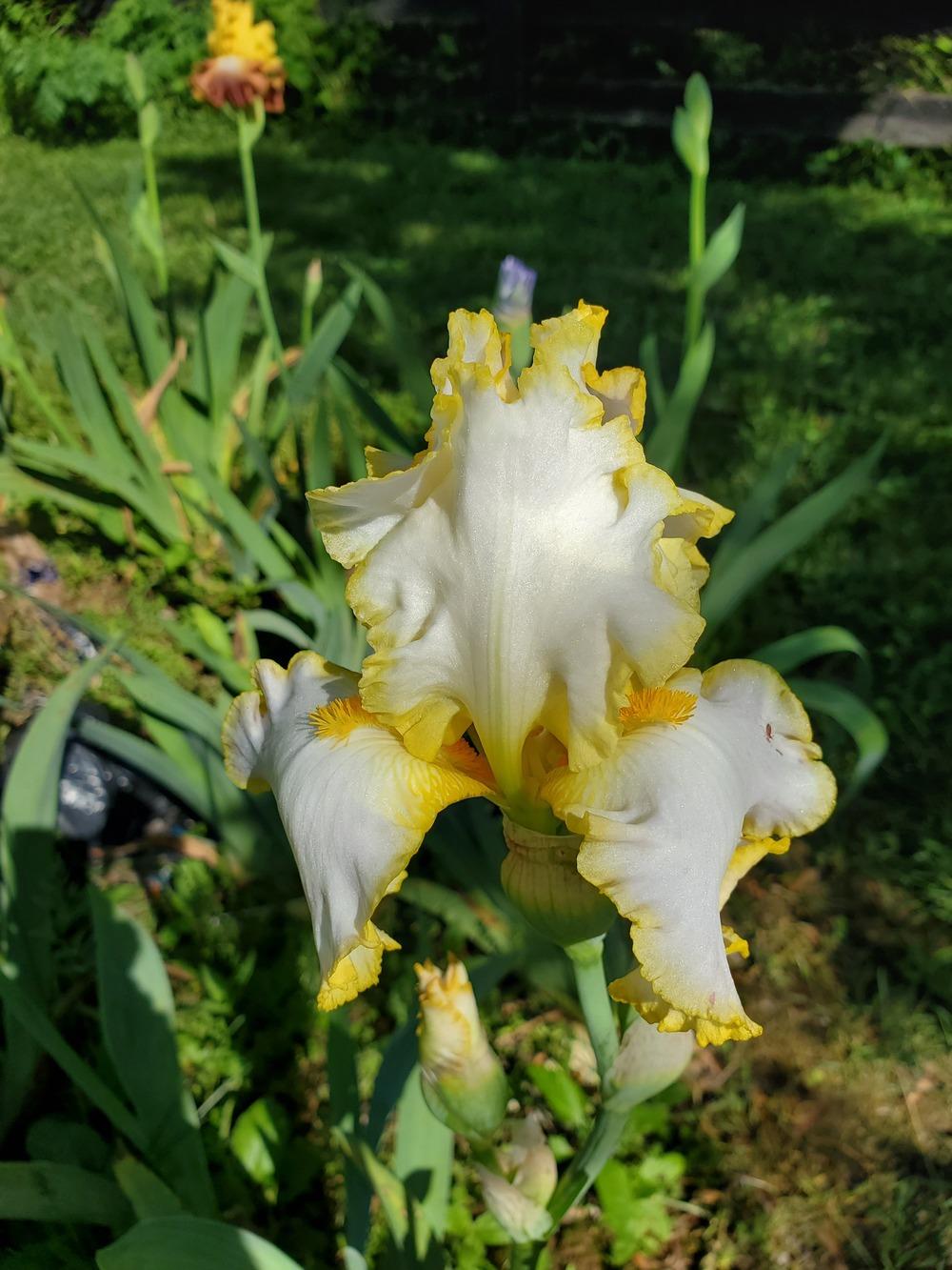 Photo of Tall Bearded Iris (Iris 'Bride's Halo') uploaded by KyDeltaD