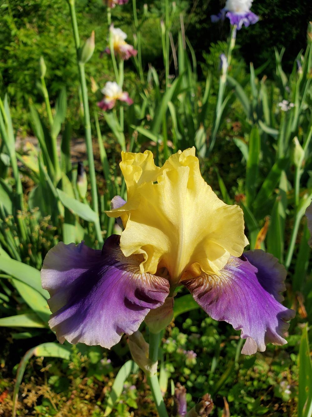 Photo of Tall Bearded Iris (Iris 'Jurassic Park') uploaded by KyDeltaD