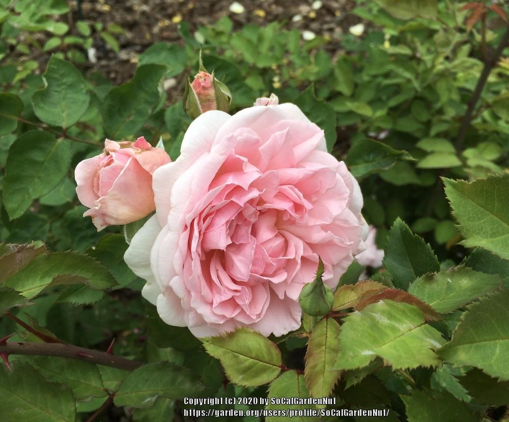 Photo of Rose (Rosa 'Eglantyne') uploaded by SoCalGardenNut