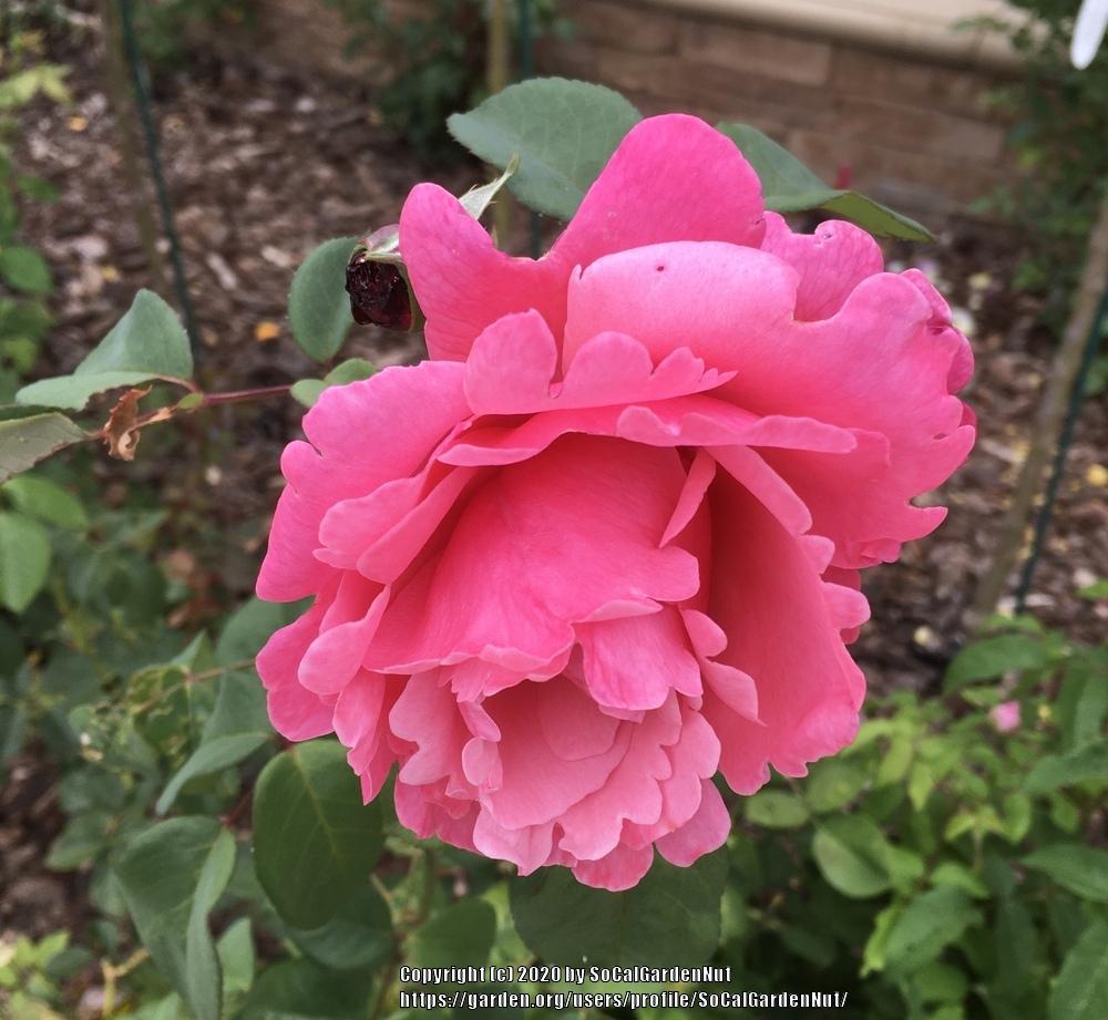 Photo of Rose (Rosa 'Line Renaud') uploaded by SoCalGardenNut
