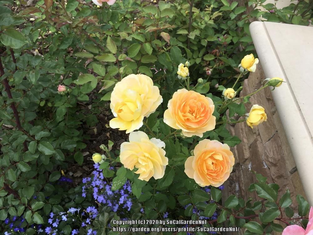 Photo of Rose (Rosa 'Molineux') uploaded by SoCalGardenNut