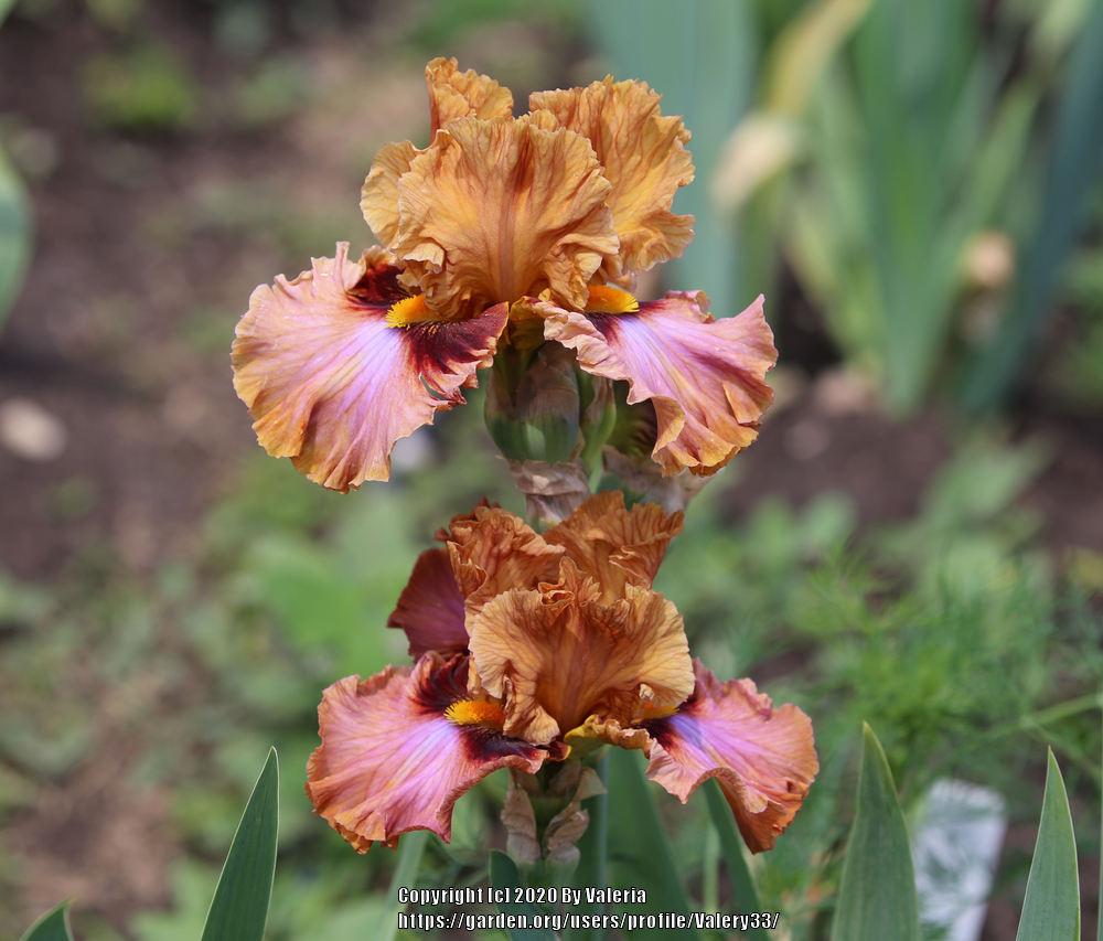 Photo of Tall Bearded Iris (Iris 'Touch of Gossip') uploaded by Valery33