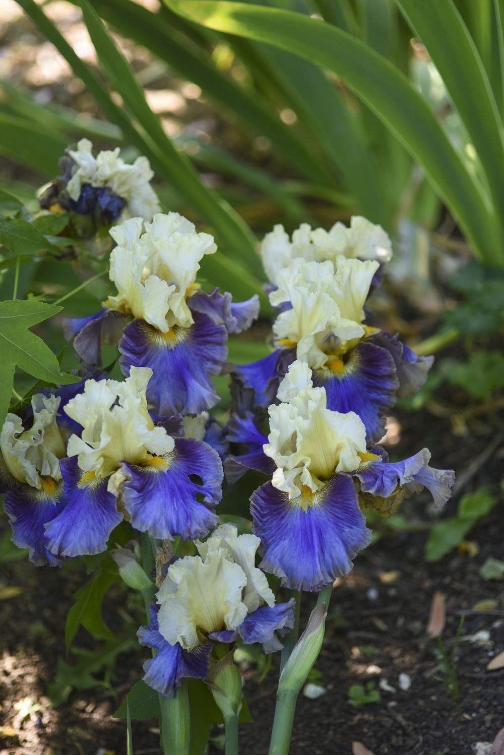 Photo of Tall Bearded Iris (Iris 'Style Traveller') uploaded by cliftoncat