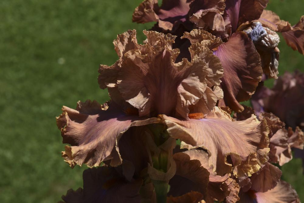 Photo of Tall Bearded Iris (Iris 'Copper Clouds') uploaded by cliftoncat