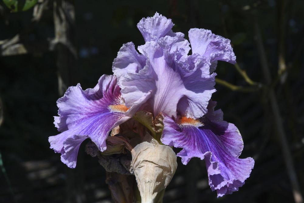 Photo of Tall Bearded Iris (Iris 'Enchanter') uploaded by cliftoncat