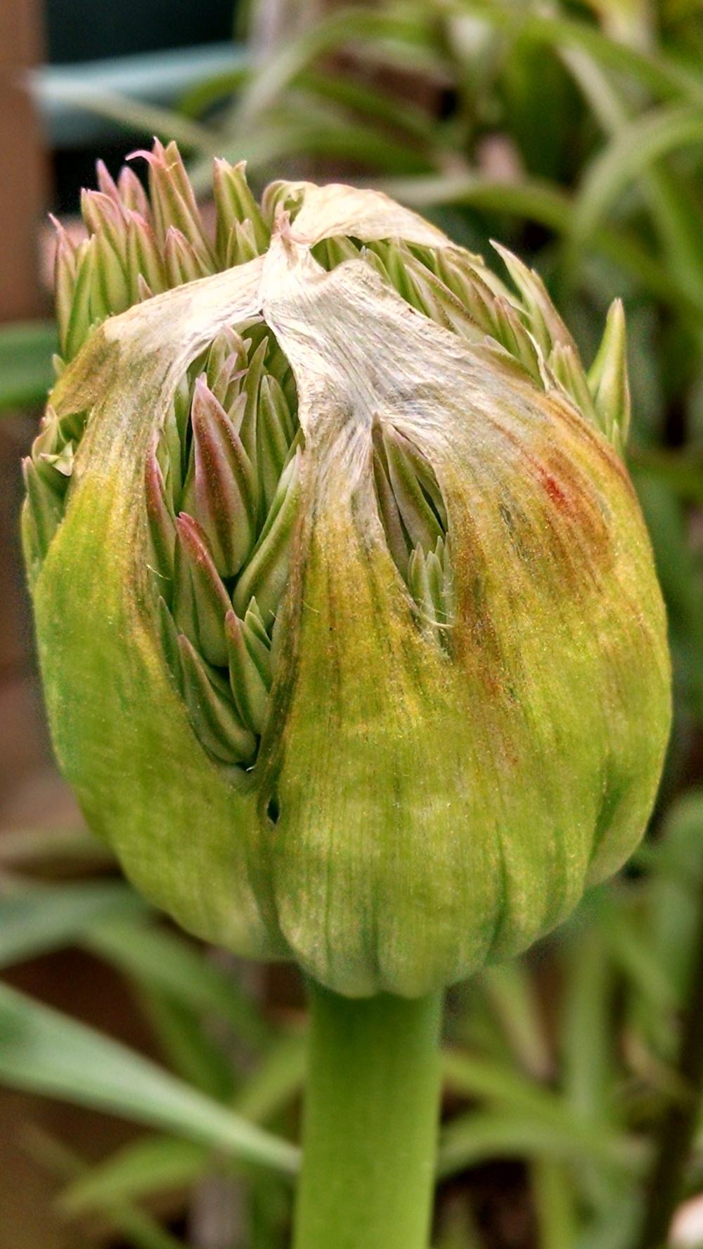 Photo of Giant Allium (Allium giganteum 'Globemaster') uploaded by joannakat