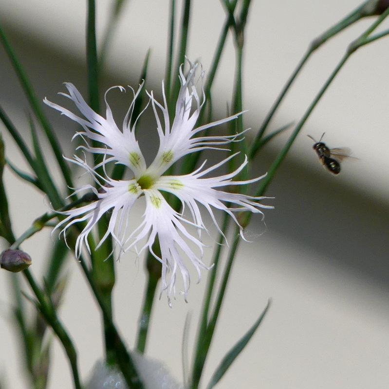 Photo of Sand Pink (Dianthus arenarius) uploaded by molanic