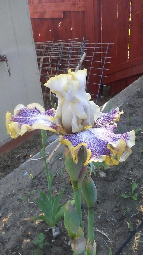 Photo of Tall Bearded Iris (Iris 'Whispering Spirits') uploaded by scary1785