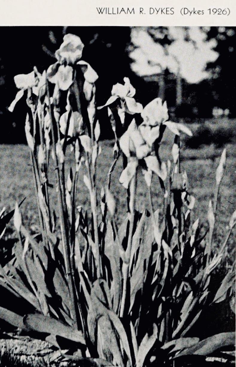 Photo of Tall Bearded Iris (Iris 'W. R. Dykes') uploaded by scvirginia