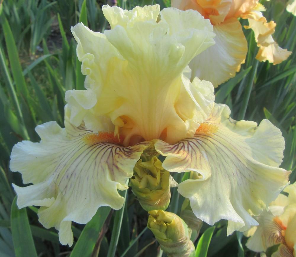 Photo of Tall Bearded Iris (Iris 'Cotillion Gown') uploaded by tveguy3