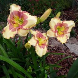 Location: My Caffeinated Garden, Grapevine, TX
Date: 2020-05-21
Very pretty daylily that usually has more than one bloom open at 