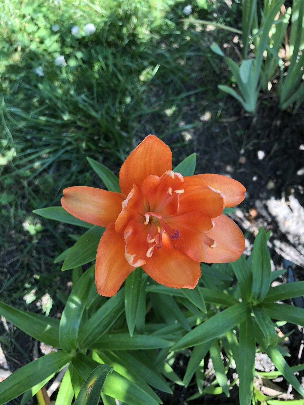Photo of Dwarf Asiatic Lily (Lilium Lily Looks™ Tiny Double You) uploaded by Lilydaydreamer