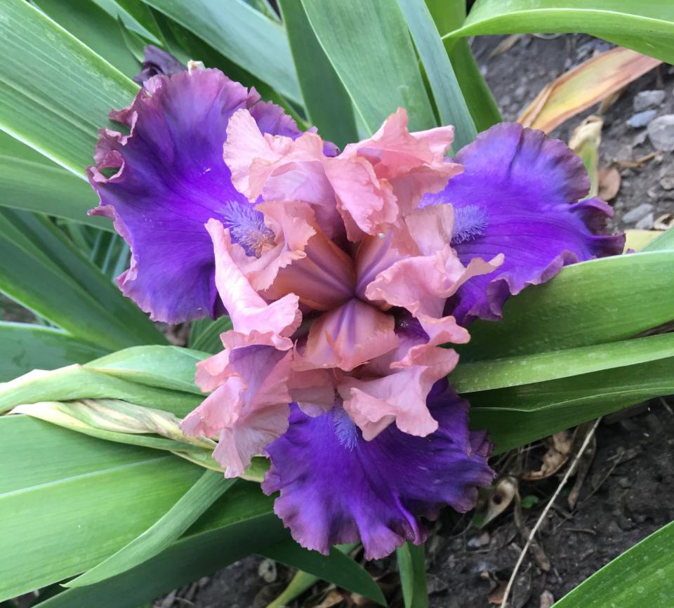 Photo of Tall Bearded Iris (Iris 'Florentine Silk') uploaded by MaryDurtschi