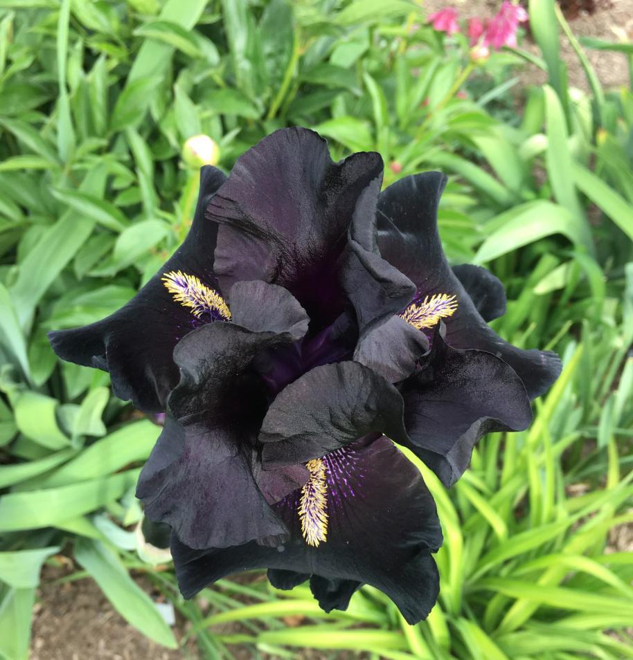 Photo of Tall Bearded Iris (Iris 'Here Comes the Night') uploaded by MaryDurtschi