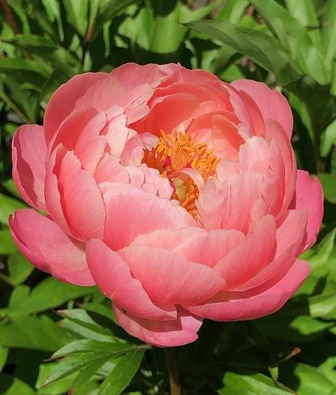 Photo of Garden Peony (Paeonia 'Coral Charm') uploaded by flowerpower35