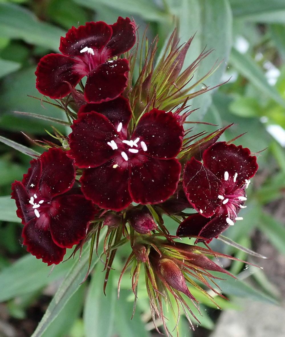 Photo of Dianthus uploaded by gardengus