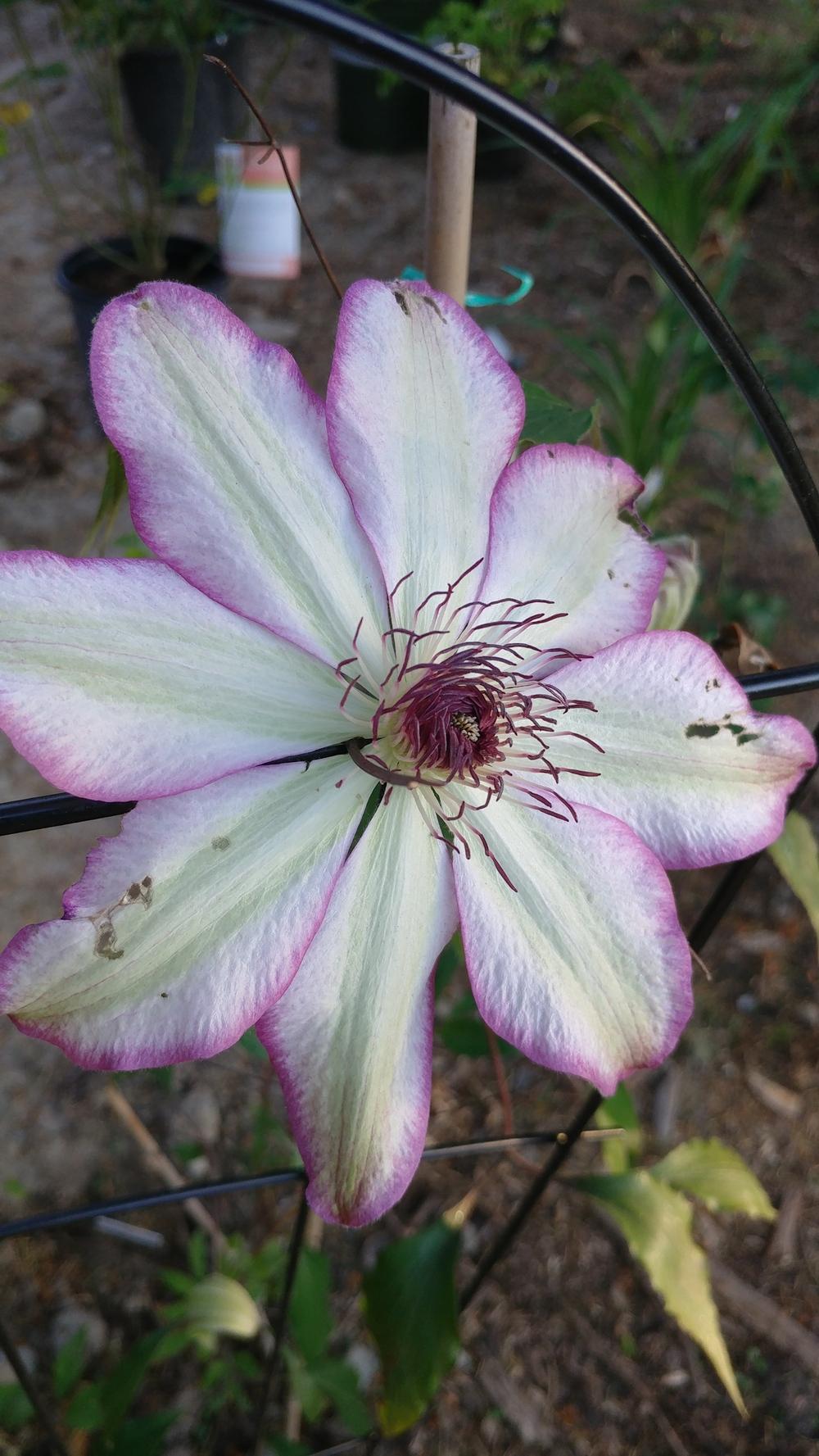 Photo of Clematis 'Omoshiro' uploaded by mishkab