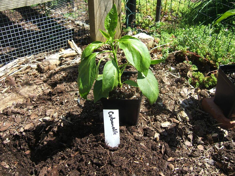 Photo of Sweet Pepper (Capsicum annuum 'Cubanelle') uploaded by pirl