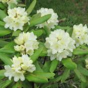 Rhododendron Capistrano,yellow seems to be hardy so far.7 yrs.