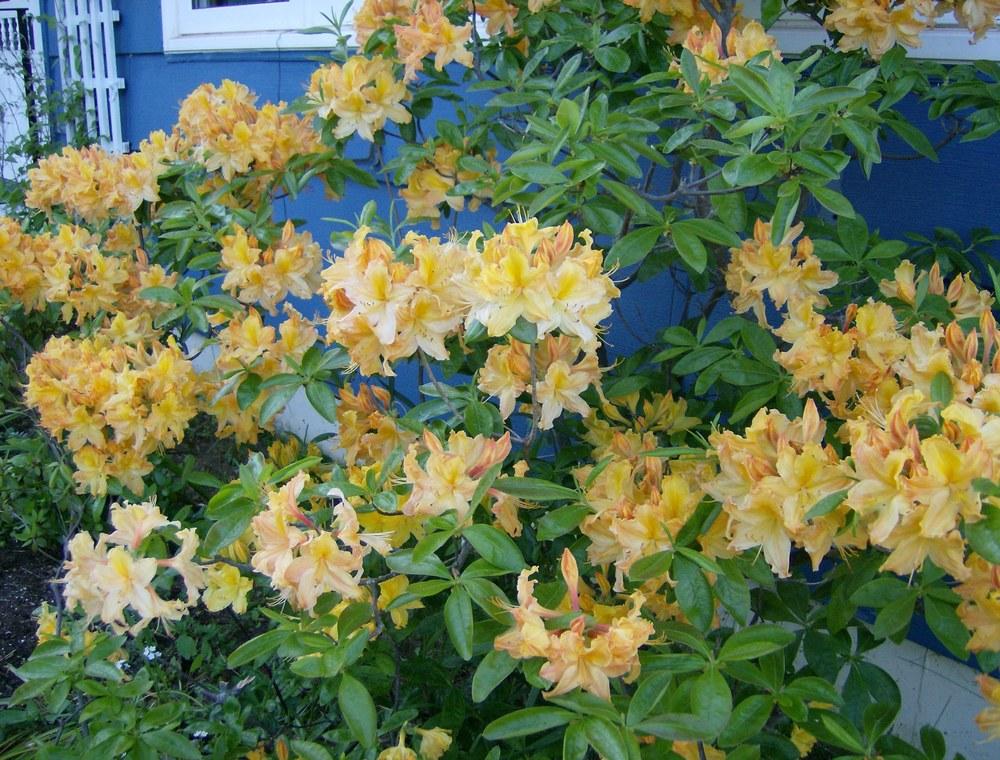 Photo of Deciduous Azalea (Rhododendron 'Golden Lights') uploaded by roseman2000