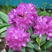 Rhododendron Purple Passion ,a little tender ,may have to move it