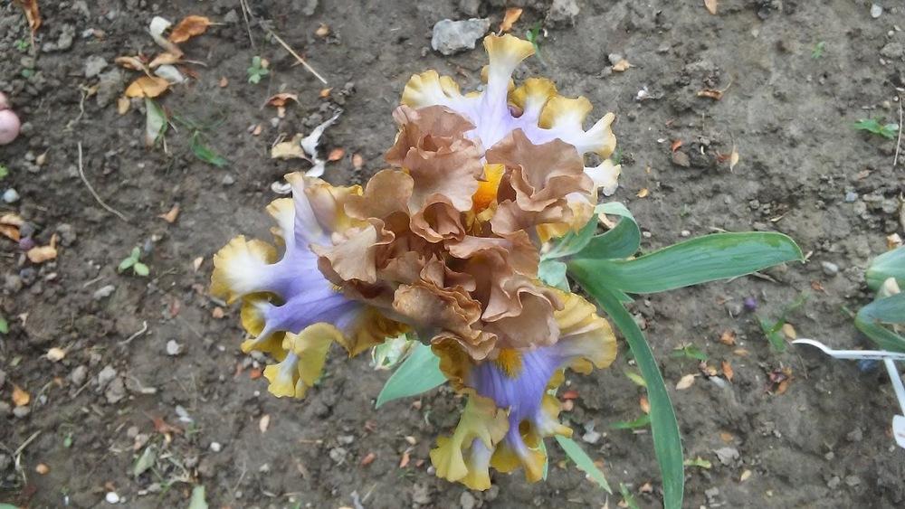 Photo of Tall Bearded Iris (Iris 'Zlatovláska') uploaded by scary1785