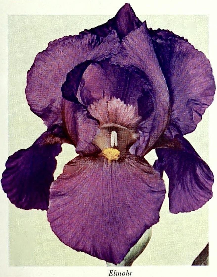 Photo of Arilbred Iris (Iris 'Elmohr') uploaded by scvirginia
