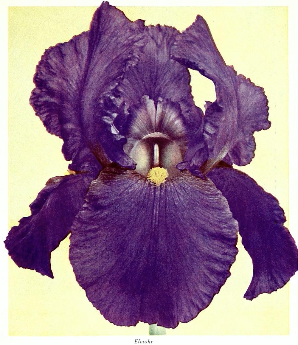 Photo of Arilbred Iris (Iris 'Elmohr') uploaded by scvirginia