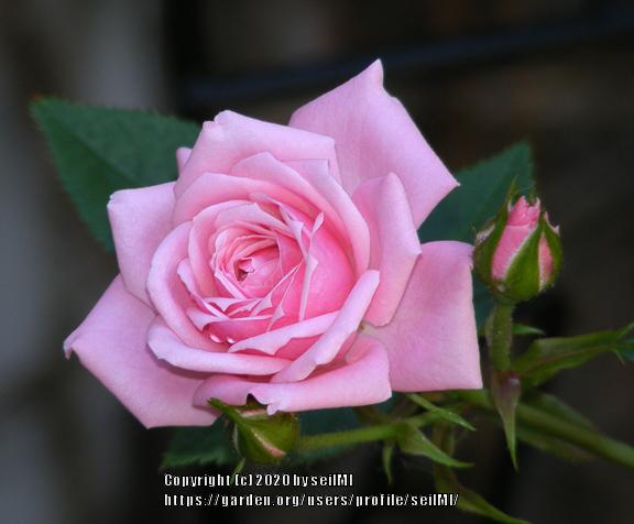 Photo of Rose (Rosa 'Jeanne Lajoie') uploaded by seilMI